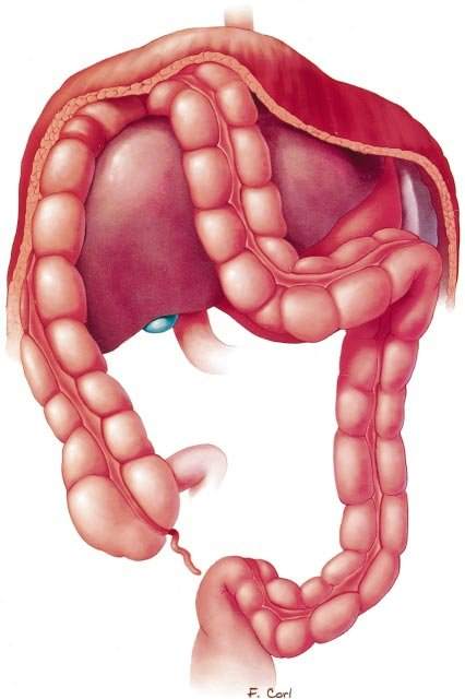 Schéma du système disgestif et du colon pour une chirurgie du colon en Tunisie